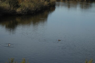 DESEMBOCADURA DEL RIO GUADALHORCE. MALAGA. ESPAÑA. 