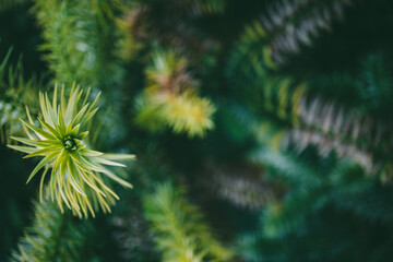 Close-up young fir tree branch with fresh green needles, soft natural blur background, sharp focus...