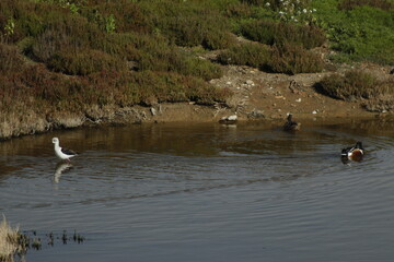 Obraz premium DESEMBOCADURA DEL RIO GUADALHORCE. MALAGA. ESPAÑA. 