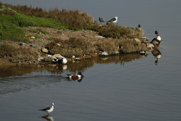 Obraz premium DESEMBOCADURA DEL RIO GUADALHORCE. MALAGA. ESPAÑA. 