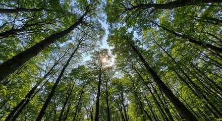 Fototapeta premium Sunlight Filtering Through Lush Green Canopy in a Deciduous Forest