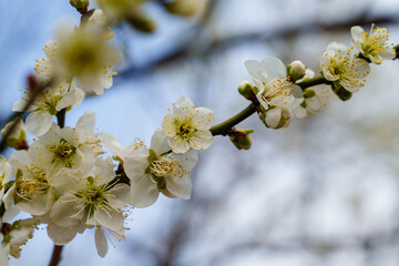 Close-up photo of plum blossoms blooming in spring in March
