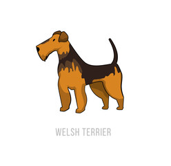 Cartoon Welsh Terrier Illustration