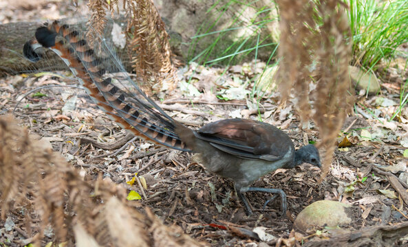 Male lyrebird in a Victorian rainforest,Australia.
