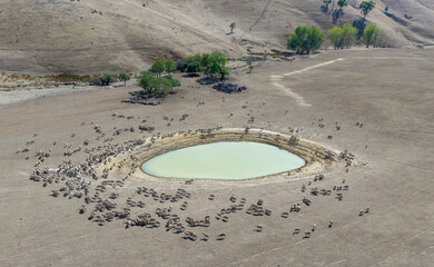 sheep in drought conditions surround a farm dam in Victoria, Australia.
