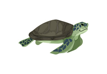 Vector illustration of a green sea turtle.
