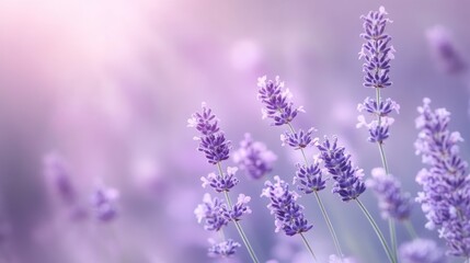 Naklejka premium Delicate Lavender Blooms in Soft Purple Light