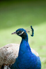 Fototapeta premium A peacock walks in the park on a sunny day.
