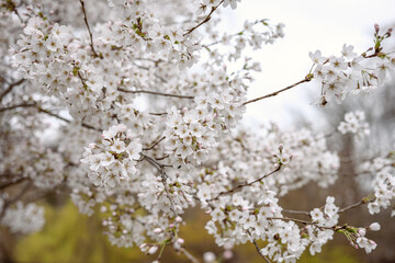 Spring in London's St. James's Park white cherry blossoms, 