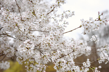 Spring in London's St. James's Park white cherry blossoms, 