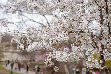 Spring in London's St. James's Park white cherry blossoms, 