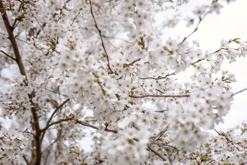 Spring in London's St. James's Park white cherry blossoms, 