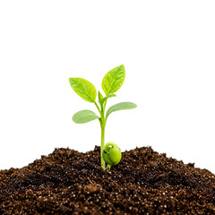 Sprout growing from soil isolated on transparent background