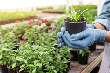 Gardener and work. African american girl in gloves holds potted plant, on many flowers and sunlight background, free space, cropped