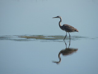 A heron walks the shallows looking for a meal