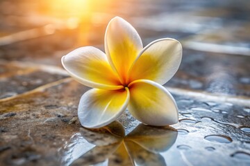 Plumeria Flower on Marble, White Yellow