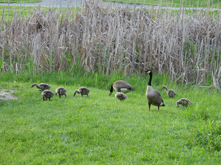 Parent Canadian geese watching over their goslings feeding on the green grass. Davis Riverfront Park, Tucker, West Virginia.