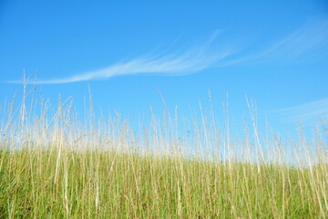 Obraz premium Grass plants against a blue sky in summer
