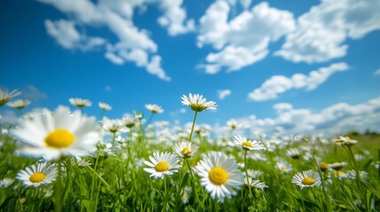Vibrant daisy field under blue sky with fluffy clouds.