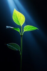 Obraz premium Illuminated Sprout New Growth