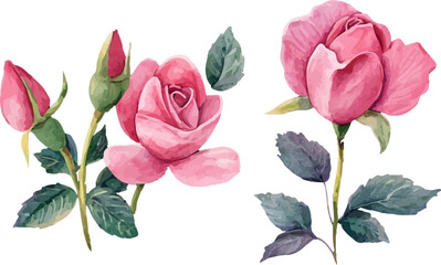 Fototapeta premium watercolor roses set,watercolor rose clipart,watercolor rose set,watercolor roses,vintage roses illustration,roses illustration,roses clipart,rose illustrations, handpainted roses,handdrawn roses,rose