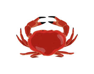 Vector illustration of a red crab with a round body.
