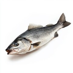 Fototapeta premium fresh fish on white background