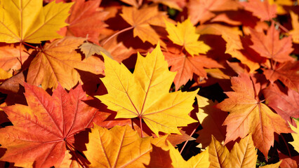 Fototapeta premium Vibrant Autumn Leaves Covering the Ground in Warm Hues