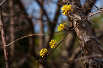 Close-up photo of yellow cornelian cherry blossoms in bloom in spring