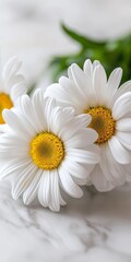 Obraz premium Three White Daisies with Yellow Centers on a White Marble Surface, Copy Space Available