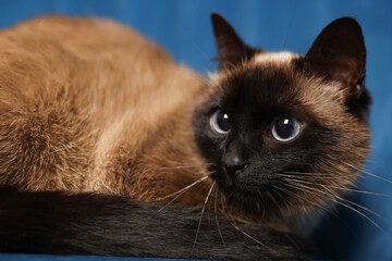 Adorable Thai cat on blurred blue background, closeup