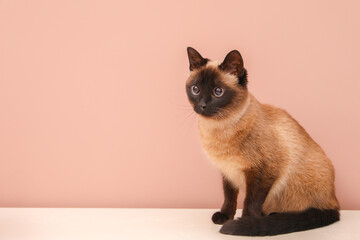 Adorable Thai cat on white counter near pink wall, space for text