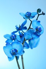 Beautiful blue orchid flower on color background
