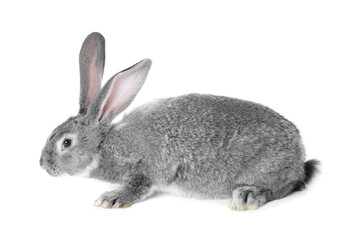 Obraz premium Fluffy grey rabbit on white background. Cute pet