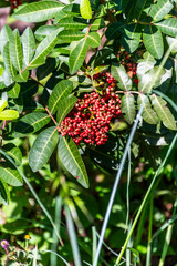 Schinus terebinthifolius pertenece a la familia de Anacardiaceae.