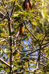 Brachychiton populneus pertenece a la familia de Malvaceae.