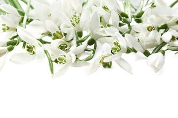 Many beautiful snowdrops isolated on white. Spring flower