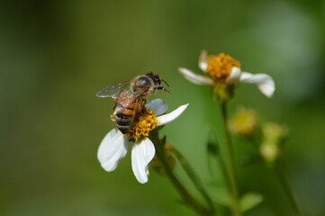 Closeup of a Western Honeybee leaping to the next wildflower wings not yet engaged in a backyard in Central Florida