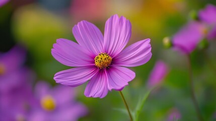 Fototapeta premium Close-Up of a Delicate Pink Cosmos Flower