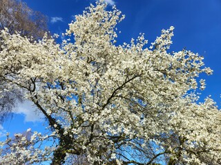Bloom flower tree sun spring seasons color. Tree flower spring. Beauty of Nature. 