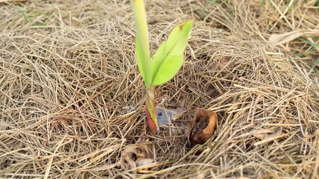 Organic Growth Young Plant Emerges from Soil Surrounded by Straw, Showcasing Green Leaves and Seeds, Symbolizing Renewal in Nature
