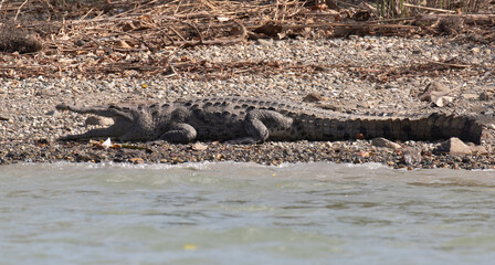 Crocodile on the banks of Late Gatun, Panama Canal