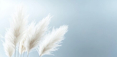Abstract white vertical airbrush of fluffy tall grasses on a light blue background, minimalist, textured, high resolution