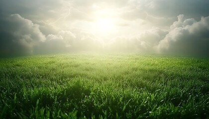 Fototapeta premium Lush Grass Field with Bright Sunlight.