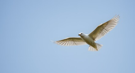 Obraz premium White bird soaring with clear sky.