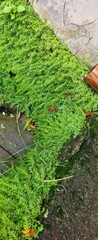 A lush green moss covering the surface near a stone structure