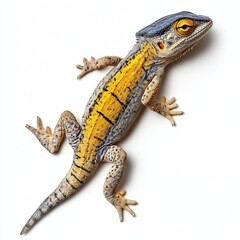 Naklejka premium lizard on white background