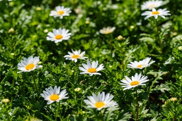 Close-up photo of a flower field with white daisy flowers in bloom