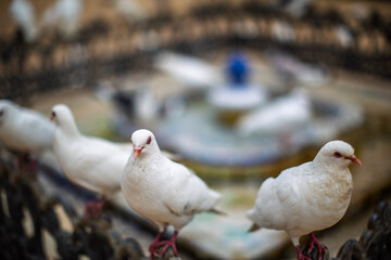 Pigeons Perched Around a Fountain in Parque de Maria Luisa, Seville