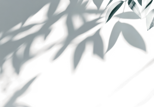 Isolated soft shadows overlay of leaves through a window on a wall. Transparent background. Black shadow brush. Generative ai
